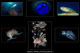 Runner-up BSOUP Open Portfolio 2009