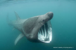 Basking Shark(<em>Cetorhinus maximus</em>)