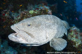 Brown-Spotted Grouper & Cleaner Wrasse