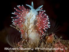 <em>Carronella pellucida</em>