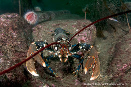 Common Lobster (<em>Homarus gammarus</em>)