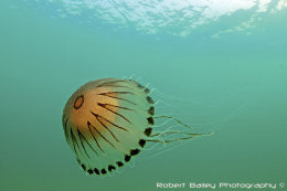 Compass Jellyfish (<em>Chrysaora hysoscella</em>)