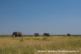 Elephants Grazing