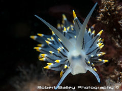 <em>(Eubranchus tricolor</em>)
