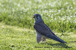 Eurasian Kestrel (Falco tinnunculus)
