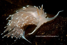 Facelina bostoniensis