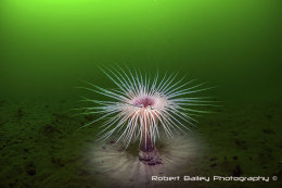 Fireworks Anenome (<em>Pachycerianthus multiplicatus</em>)
