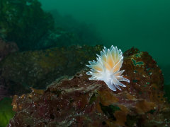 <em>Drone albolineata</em>