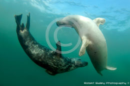 Grey Seals (<em>Halichoerus grypus</em>)