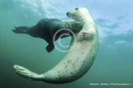 Grey Seals Courting? (<em>Halichoerus grypus</em>)