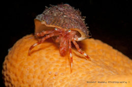 Hermit Crab (<em>Pagurus bernhardus</em>)