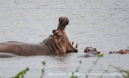 Hippopotamus