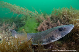 Lesser Spotted Dogfish (<em>Scyliorhinus canicula</em>)