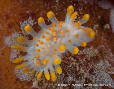 <em>Limacia clavier</em>