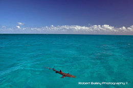 Lone Lemon Shark, Bahamas