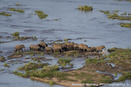 Elephant Herd Crossing Olifants River (<em>Loxodonta africana</em>)