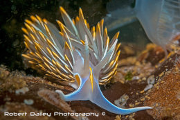 Opalescent Nudibranch (Hermissenda crassicornis)