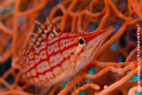 Long Nose Hawkfish