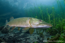 Diving all year round in the UK