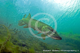 Pike (<em>Esox lucius</em>)