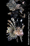 Common Lion Fish