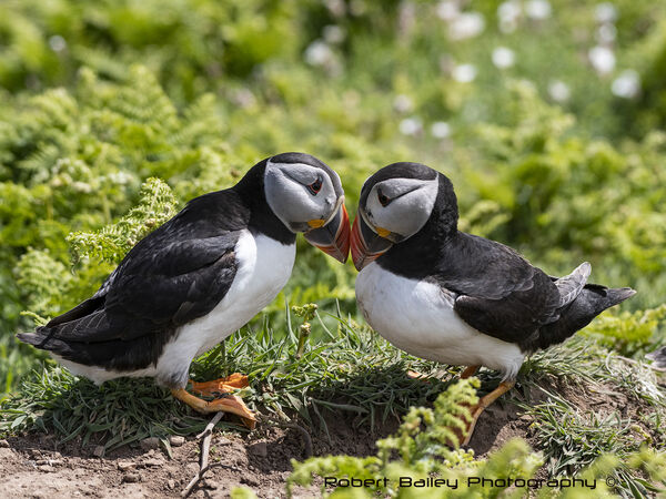 Puffin test