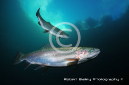 Rainbow Trout (<em>Oncorhynchus mykiss</em>)