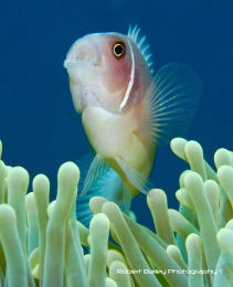 Eastern Skunk Anenome Fish (<em>Amphiprion sandaracinos</em>)