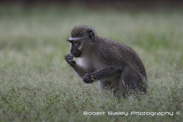 Vervet Monkey