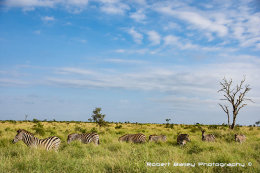Zebra Grazing, Lower Sabie, Kruger National Park