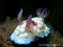 Chromodoris hintuanensis