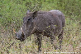 Warthog, Lower Sabie, South Africa