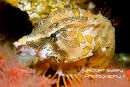 Grunt Sculpin (<em>Rhamphocottus richardsonii</em>)
