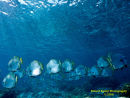 Bat Fish