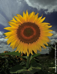 Sunflower - Take 2
