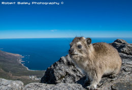 Dassie on Table Mountain