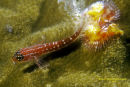 Triple Fin