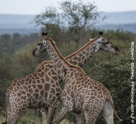 Two Giraffes Posing