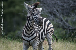 Zebra Colt