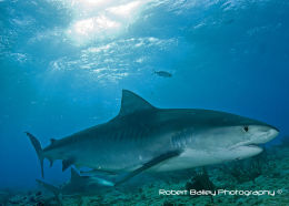 Tiger Shark (<em>Galeocerdo cuvier</em>)