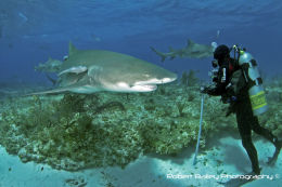 Diver with Compact Camera & Grey Reef Shark
