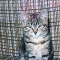 Mrs Simpson at 12 weeks