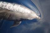 Bottlenose Dolphin (Tursiops truncatus) Mexico