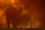 African Elephant Dust Bath (Loxodonta africana) at Sunset, Zambia