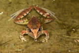 Species of red Frog, Zambia