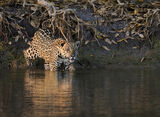 Jaguar takes to the water
