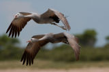 A pair of Blue Cranes (Anthropoides paradiseus) in flight