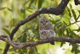Barred Owlet