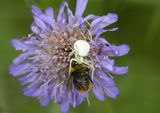 Crab Spider catching Bumblebee prey
