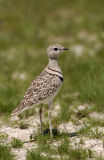 Double-banded Courser (Rhinoptilus africanus)